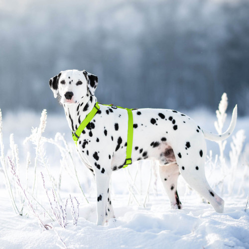Шлея для собак Н-образная водостойкая WAUDOG Waterproof цвет "Салатовый"