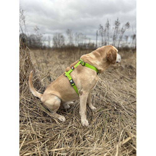 Шлея для собак Н-образная водостойкая WAUDOG Waterproof цвет "Салатовый"