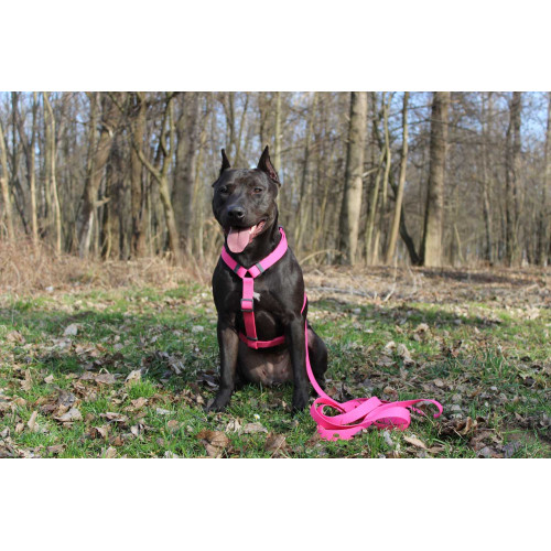 Шлея для собак Н-образная водостойкая WAUDOG Waterproof цвет "Розовый"