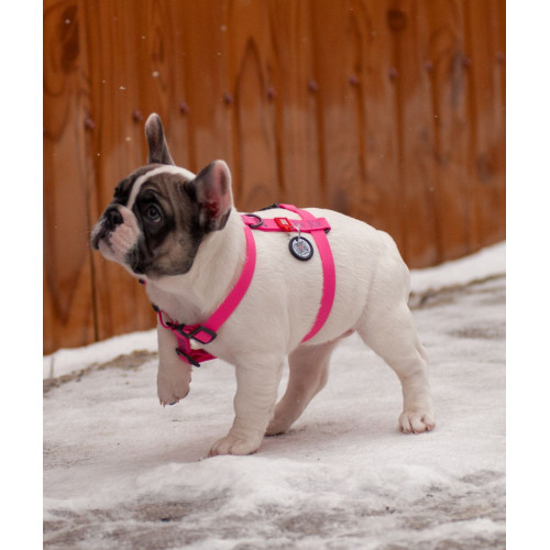 Шлея для собак Н-образная водостойкая WAUDOG Waterproof цвет "Розовый"