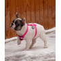 Шлея для собак Н-образная водостойкая WAUDOG Waterproof цвет "Розовый"