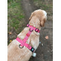 Шлея для собак Н-образная водостойкая WAUDOG Waterproof цвет "Розовый"