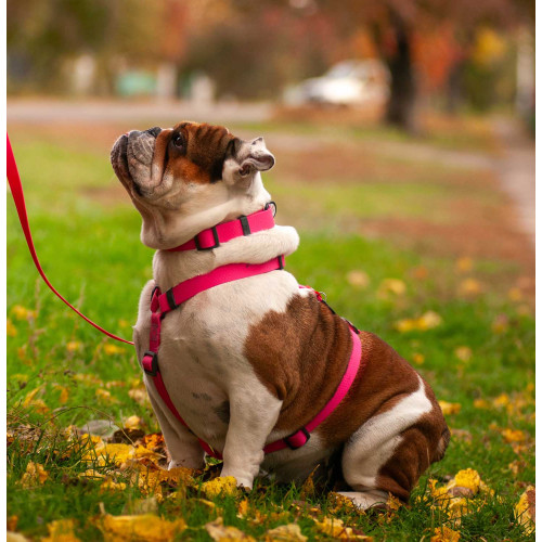 Шлея для собак Н-образная водостойкая WAUDOG Waterproof цвет "Розовый"