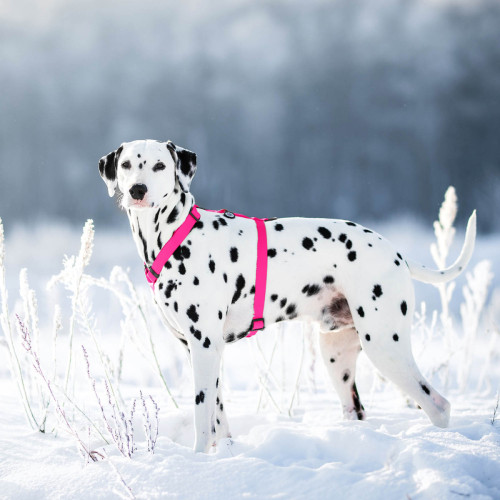 Шлея для собак Н-образная водостойкая WAUDOG Waterproof цвет "Розовый"