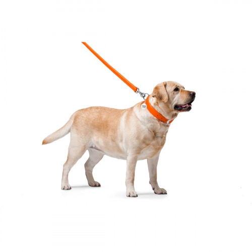 Шкіряний повідець для собак WauDog Glamour помаранчевого кольору, 122 см
