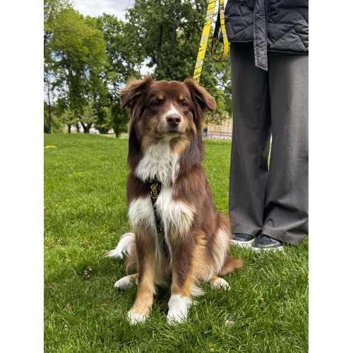 Шлея для собак світловідбивна анатомічна WAUDOG Nylon "Бетмен Ескіз" з QR-паспортом