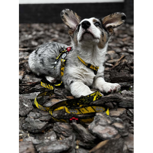 Шлея для собак світловідбивна анатомічна WAUDOG Nylon "Бетмен Ескіз" з QR-паспортом