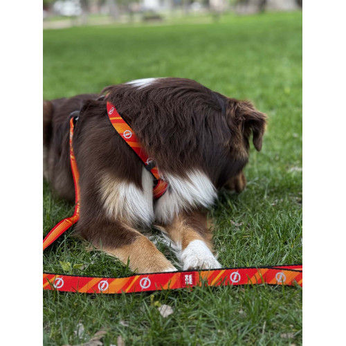 Шлея для собак анатомічна H-подібна WAUDOG Nylon "Сила Супермена" з QR-паспортом