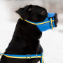 Намордник для собак WAUDOG Nylon Colors of freedom
