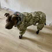 Комбінезон для собак WAUDOG Clothes Мілітарі камуфляжний зі світловідбивним капюшоном - фото 5