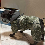 Комбінезон для собак WAUDOG Clothes Мілітарі камуфляжний зі світловідбивним капюшоном - фото 7