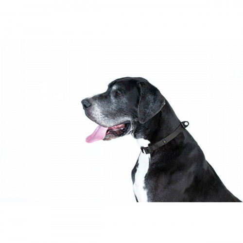 Нашийник для собак EVOLUTOR чорного кольору, регульований універсальний розмір