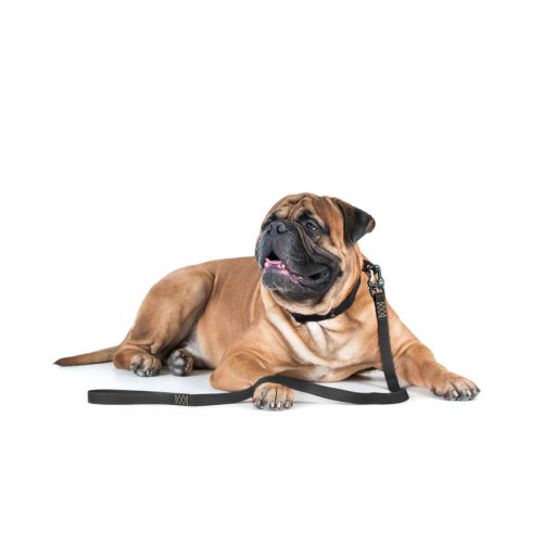 Ошейник для собак EVOLUTOR чёрного цвета, регулируемый универсальный размер 
