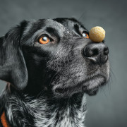 Лакомства для собак WAUDOG Treats Хрустящие сырные шарики, 30 г - фото 4