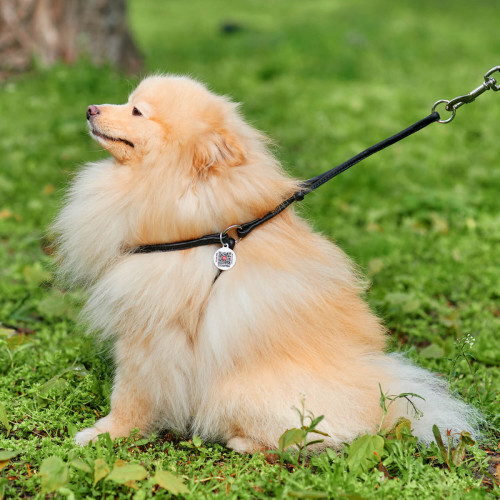 Кругла шкіряна шлея з повідцем та QR паспортом WAUDOG Soft для собак і котів Чорна