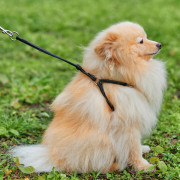 Кругла шкіряна шлея з повідцем та QR паспортом WAUDOG Soft для собак і котів Чорна - фото 3