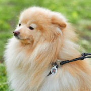 Кругла шкіряна шлея з повідцем та QR паспортом WAUDOG Soft для собак і котів Чорна - фото 4