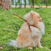 Кругла шкіряна шлея з повідцем та QR паспортом WAUDOG Soft для собак і котів Коричнева - фото 2