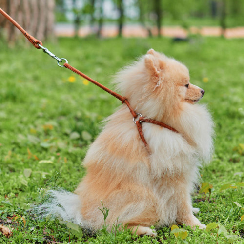 Кругла шкіряна шлея з повідцем та QR паспортом WAUDOG Soft для собак і котів Коричнева