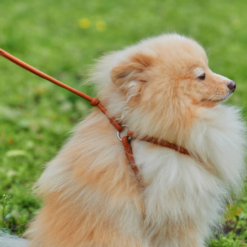 Кругла шкіряна шлея з повідцем та QR паспортом WAUDOG Soft для собак і котів Коричнева