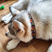 Нашийник для собак нейлоновий WAUDOG Nylon з QR-паспортом, малюнок "Гламурні черепа", пластиковий фастекс - фото 5