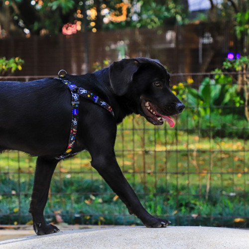 Шлея для собак WAUDOG Nylon з QR паспортом «NASA», пластиковий фастекс