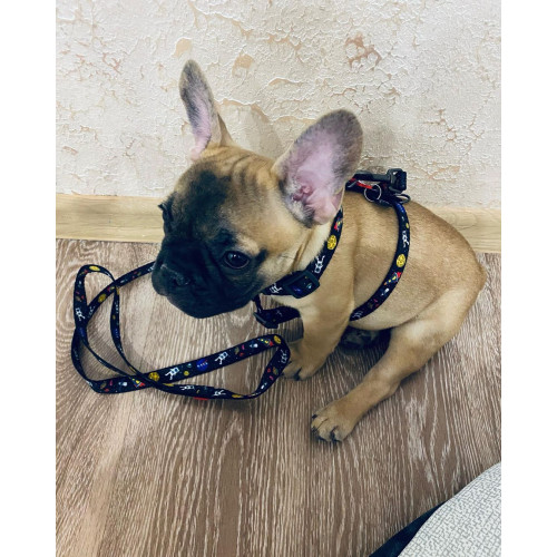 Шлея для собак WAUDOG Nylon з QR паспортом «NASA», пластиковий фастекс