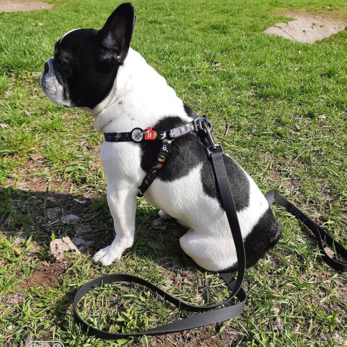 Шлея для собак WAUDOG Nylon з QR паспортом «NASA», пластиковий фастекс