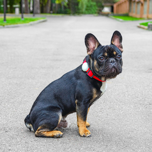 Чохол для AirTag для собак WAUDOG Silicone, світлонакопичувальний