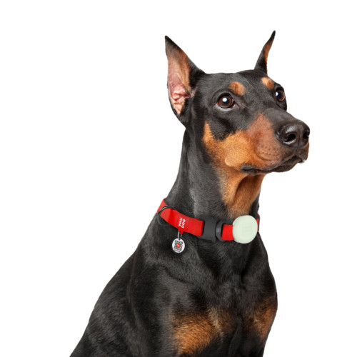 Чохол для AirTag для собак WAUDOG Silicone, світлонакопичувальний