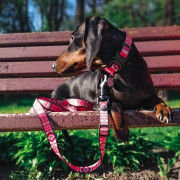 Нашийник для собак нейлоновий WAUDOG Nylon c QR паспортом, малюнок "Етно червоний", металевий фастекс - фото 6