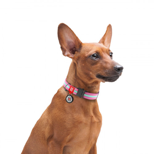 Світлонакопичувальний нейлоновий нашийник для собак WAUDOG Nylon рожевого кольору, металевий фастекс