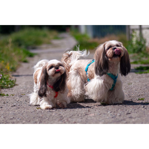 Шлея для собак анатомічна Н-подібна WAUDOG Nylon Recycled "Градієнт Блакитний"