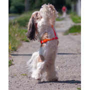 Шлея для собак анатомическая Н-образная WAUDOG Nylon Recycled "Градиент Оранжевый" - фото 11