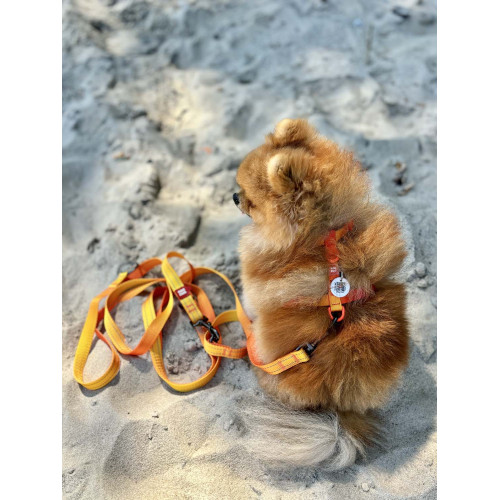 Шлея для собак анатомічна Н-подібна WAUDOG Nylon Recycled "Градієнт Помаранчевий"