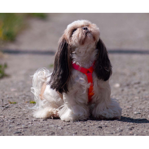 Шлея для собак анатомічна Н-подібна WAUDOG Nylon Recycled "Градієнт Помаранчевий"