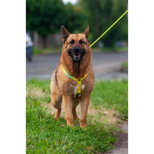 Шлея для собак анатомічна Н-подібна WAUDOG Nylon Recycled "Градієнт Салатовий"