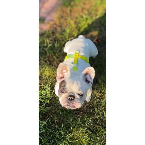 Шлея для собак анатомічна Н-подібна WAUDOG Nylon Recycled "Градієнт Салатовий"