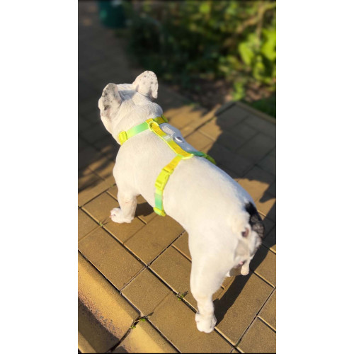 Шлея для собак анатомічна Н-подібна WAUDOG Nylon Recycled "Градієнт Салатовий"