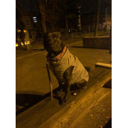 Куртка-жилет для собак WAUDOG Clothes Світловідбивна Сіра - фото 2