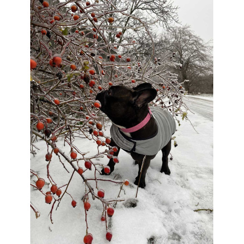 Куртка-накидка для собак WAUDOG Clothes світловідбивна