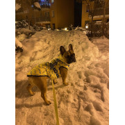 Куртка-жилет для собак WAUDOG Clothes з малюнком "Сміливість" - фото 3