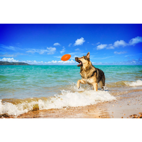 Ігровий м'яч PitchDog помаранчевий для собак WAUDOG