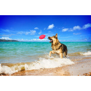 Игровой мяч PitchDog для апортировки розовый для собак WAUDOG - фото 4