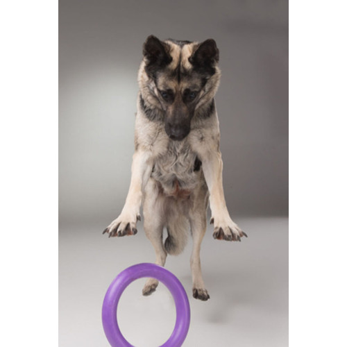 Тренировочный снаряд PULLER Standard фиолетовый для собак WAUDOG