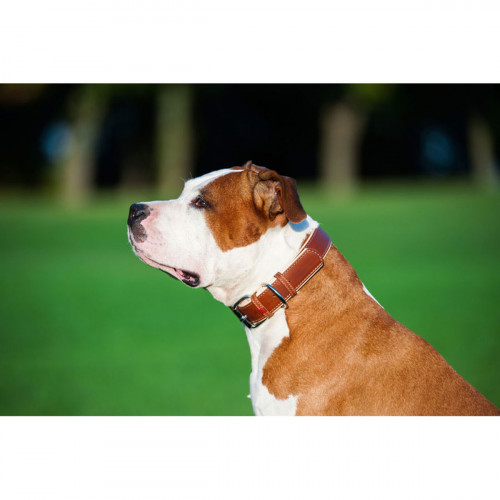 Ошейник для собак "Waudog soft" кожаный с QR-паспортом коричневого цвета