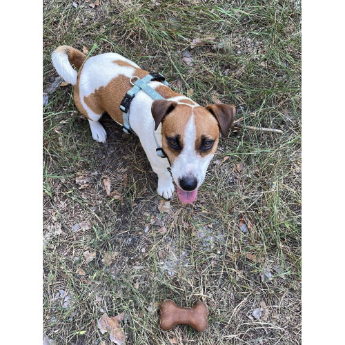 Шлейка для собак Wolters, Professional, зелена