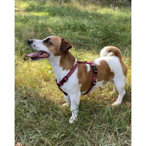 Шлейка для собак Wolters, Professional, бордова