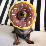 М'яка іграшка пончик Donutz Chocolate шоколадний з пищалкою для собак ZippyPaws - фото 6