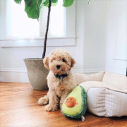 М'яка іграшка NomNomz Avocado з пищалкою зелена для собак ZippyPaws - фото 5